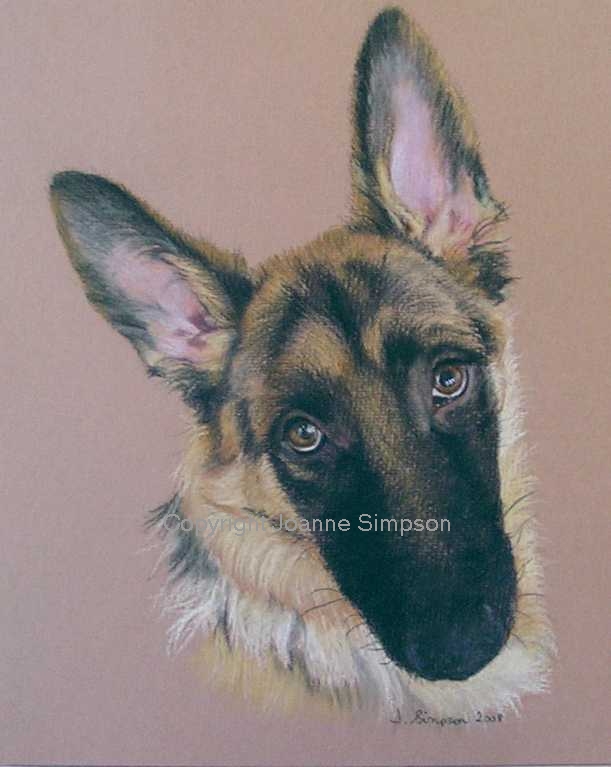 German Shepherd pet portrait by Joanne Simpson.
