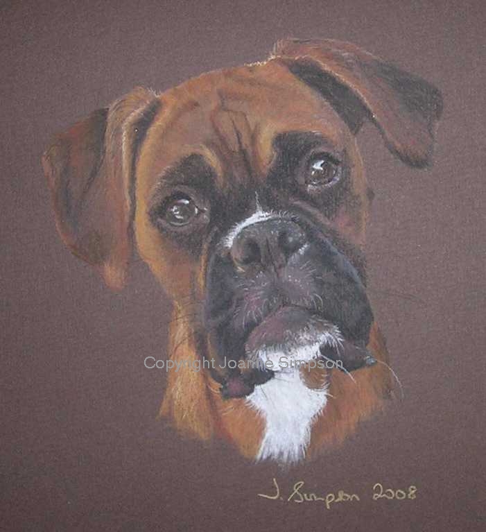 Boxer dog portrait by Joanne Simpson