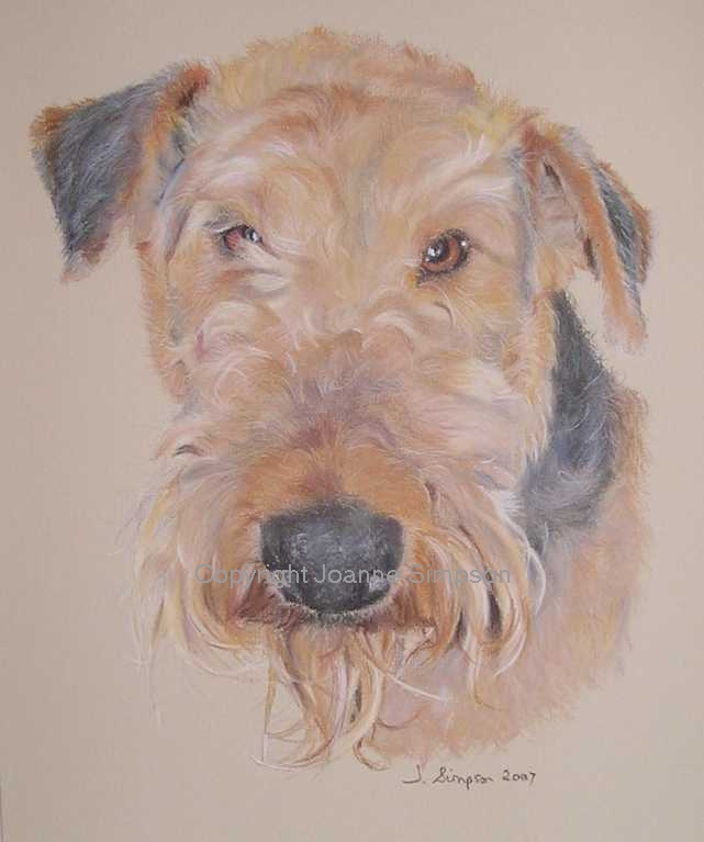 Airdale Terrier pet portrait by Joanne Simpson.