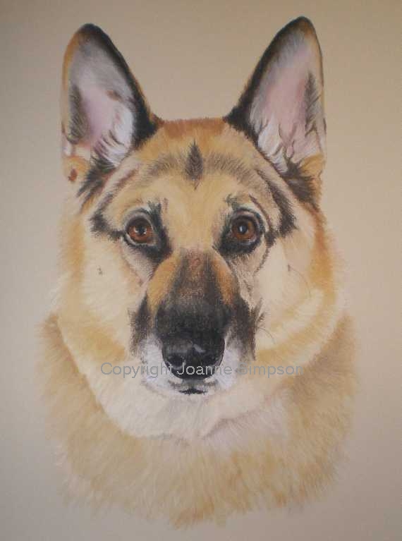 German shepherd pet portrait by Joanne Simpson.