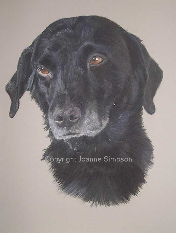 Black Labrador pet portrait by Joanne Simpson.