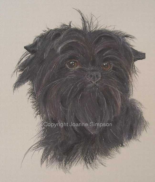 Affenpinscher pet portrait by Joanne Simpson